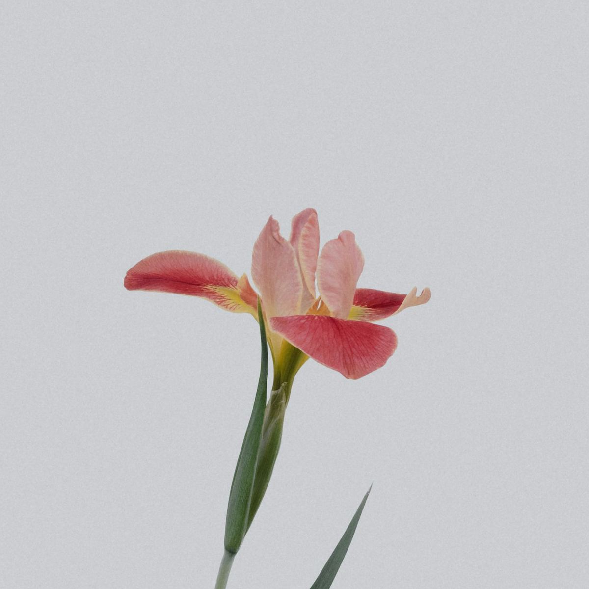 Mellow Plant Studio